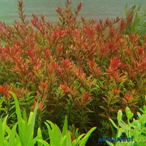 3 stems rotala orange juice live aquarium plants free s/h live aquatic plants rare image 1