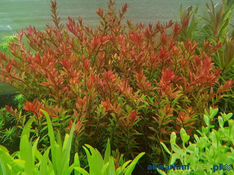 3 stems rotala orange juice live aquarium plants free s/h live aquatic plants rare image 1