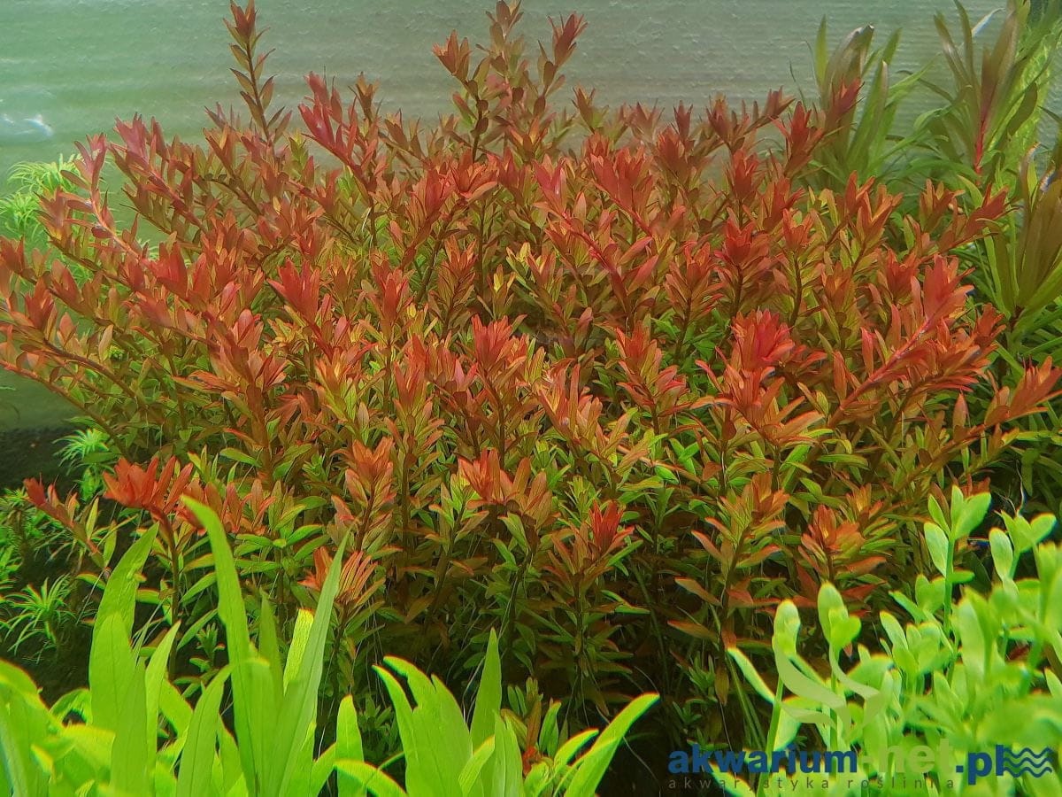 FREE S/H Rare!! 3 Stems cuphea anagalloidea live aquarium plants beautiful!! 