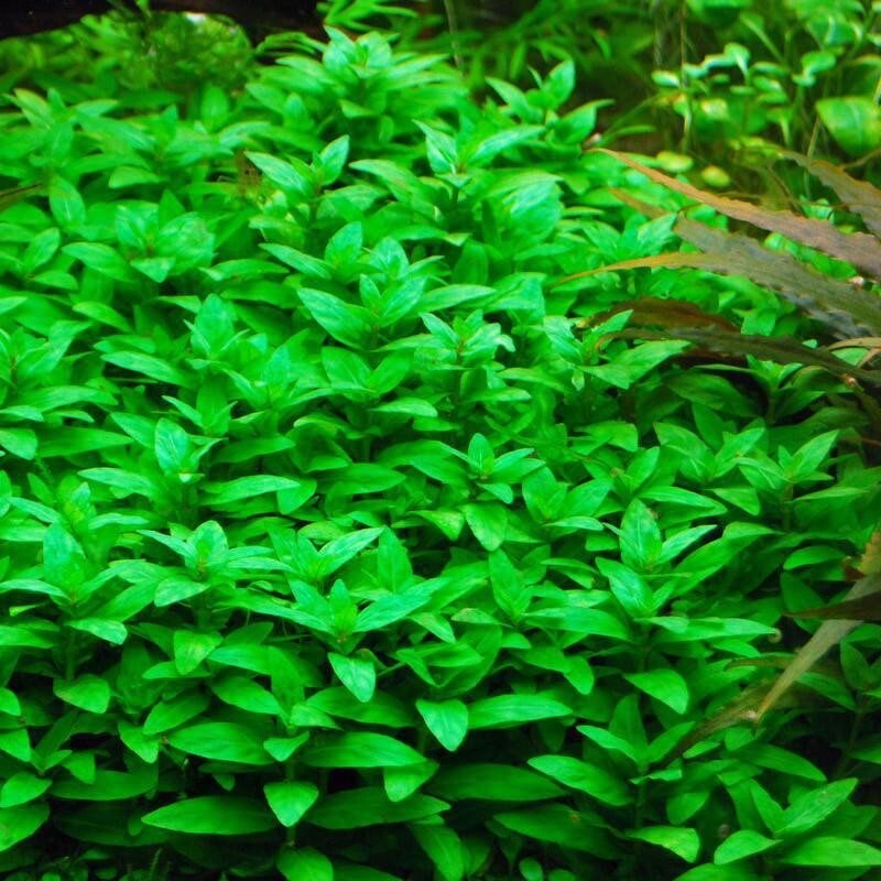 3 Stems Staurogyne Repens Live Aquarium Plants Free S/h - Etsy