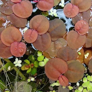 May include: Close-up of a group of reddish-brown, heart-shaped leaves floating in water. The leaves are arranged in a random pattern, with some overlapping. The water is clear and reflects the light.
