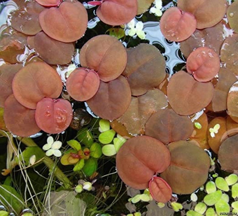 May include: Close-up of a group of reddish-brown, heart-shaped leaves floating in water. The leaves are arranged in a random pattern, with some overlapping. The water is clear and reflects the light.