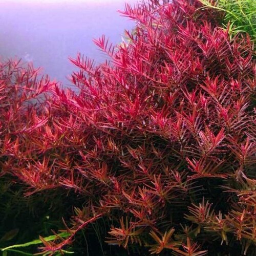 Bacopa Colorata Live Aquarium Plants – 3 Stems, Beautiful Rare, Free Shipping!