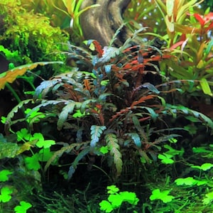 3 tiges d'hygrophila pinnatifida Plantes d'aquarium vivantes Livraison gratuite Plantes aquatiques vivantes image 2