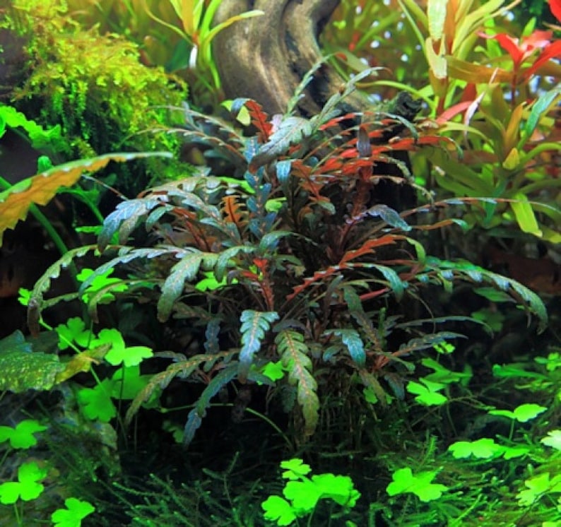 3 tiges d'hygrophila pinnatifida Plantes d'aquarium vivantes Livraison gratuite Plantes aquatiques vivantes image 2