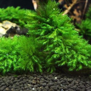2x2 inch portion of fissiden fontanus aka Phoenix moss Live aquarium plants Free s/h live aquatic plants Rare image 4