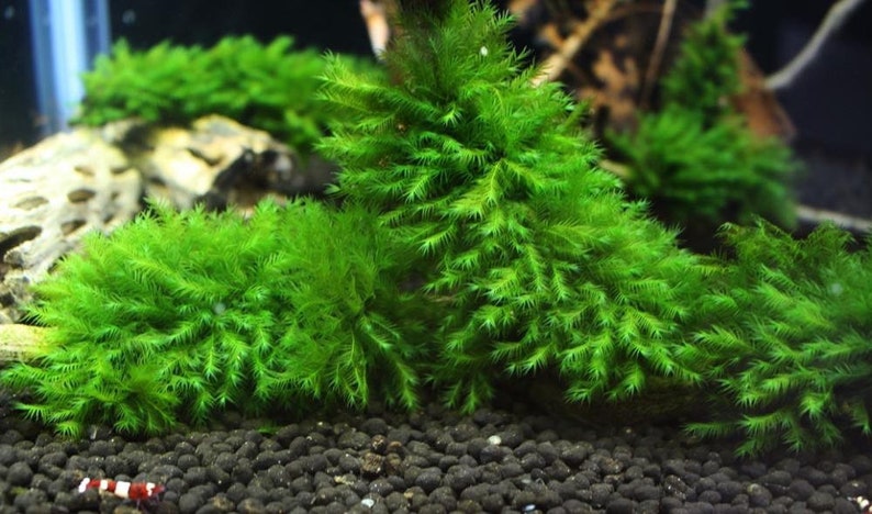 2x2 inch portion of fissiden fontanus aka Phoenix moss Live aquarium plants Free s/h live aquatic plants Rare image 4