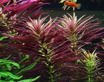 3 stems limnophila aromatica! Live aquarium plants! Free s/h! Live aquatic plants!