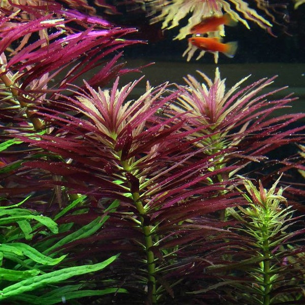 3 stems limnophila aromatica! Live aquarium plants! Free s/h! Live aquatic plants!