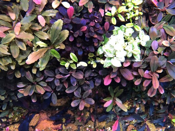 2 bucephalandra micro plants! Live aquarium plants! Free s/h