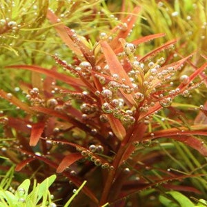 3 stems rotala yao yai live aquarium plants free s/h aquatic plants 画像 2