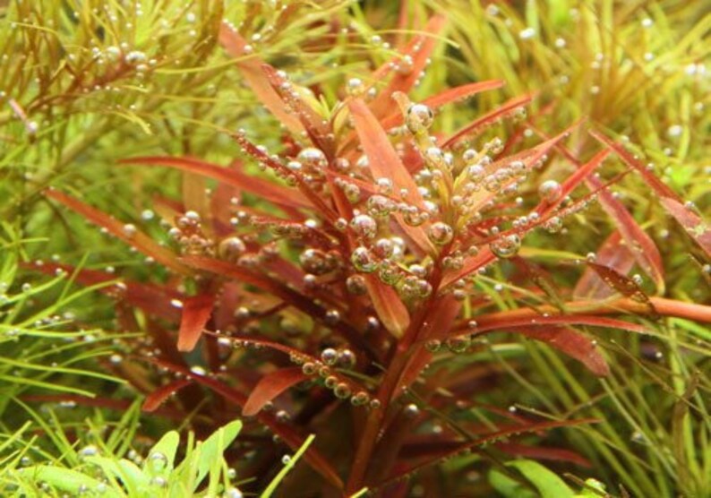 3 stems rotala yao yai live aquarium plants free s/h aquatic plants image 2