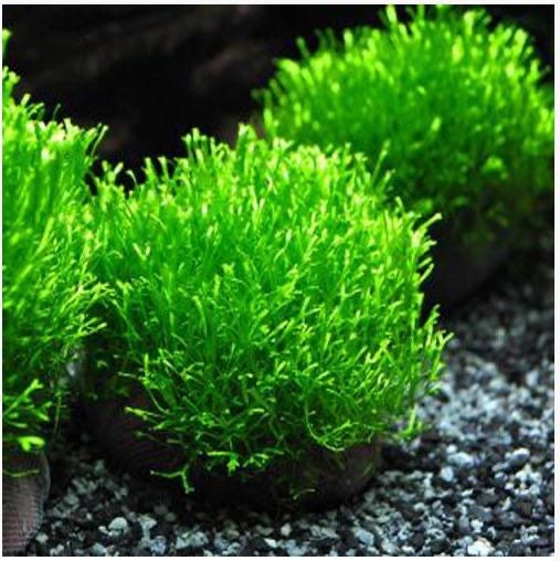 1/4 cup Riccia fluitans $5 flat rate ship for all plants ordered 