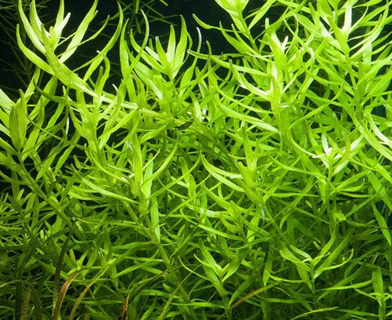3 stems rotala sp green live aquarium plants free s/h aquatic plants image 6
