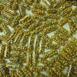 May include: Close-up of a large quantity of clear capsules filled with small, yellow, round beads. The capsules are arranged in a random pattern on a white surface.