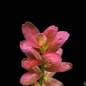 3 stems cuphea anagalloidea live aquarium plants free s/h live aquatic plants rare image 4