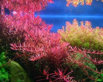 3 stems rotala colorata live aquarium plants free s/h