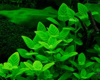 3 stems Limnophila rugosa! Live aquarium plants! Free s/h!! Live aquatic plants! Rare!