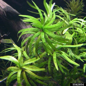 3 stems Eichhornia diversifolia Live aquarium plants Free s/h Live aquatic plants image 5