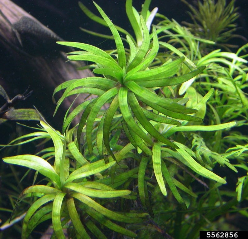 3 stems Eichhornia diversifolia Live aquarium plants Free s/h Live aquatic plants image 5