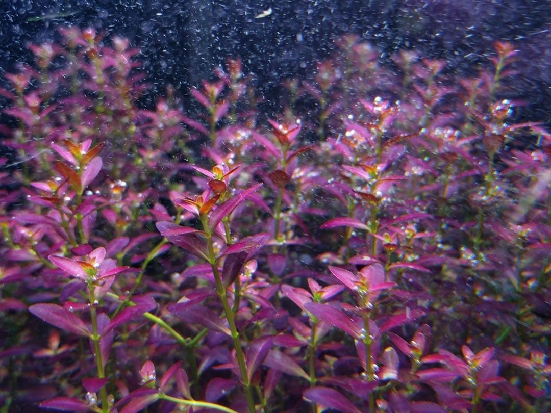 Rotala Ramosior