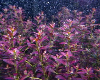 1 stem rotala ramosior florida!! Live aquarium plants!! Free S/H!! Live aquatic plants!!! Rare!!