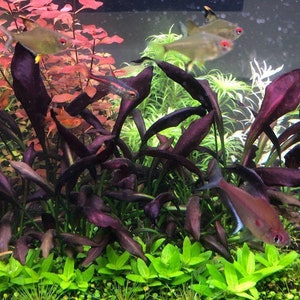 1 echinodorus aflame plant! Live aquarium plants! Free s/h live aquatic plants! Rare!!!