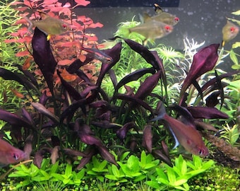1 echinodorus aflame plant! Live aquarium plants! Free s/h live aquatic plants! Rare!!!