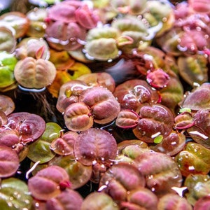 10 nickel size red root floater plants! Live aquarium plants! Free s/h live aquatic plants! Nice! PHYLLANTHUS FLUITANS