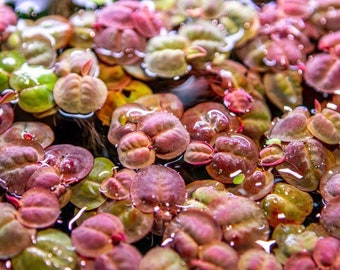 15 nickel size red root floater plants! Live aquarium plants! Free s/h live aquatic plants! Nice! PHYLLANTHUS FLUITANS