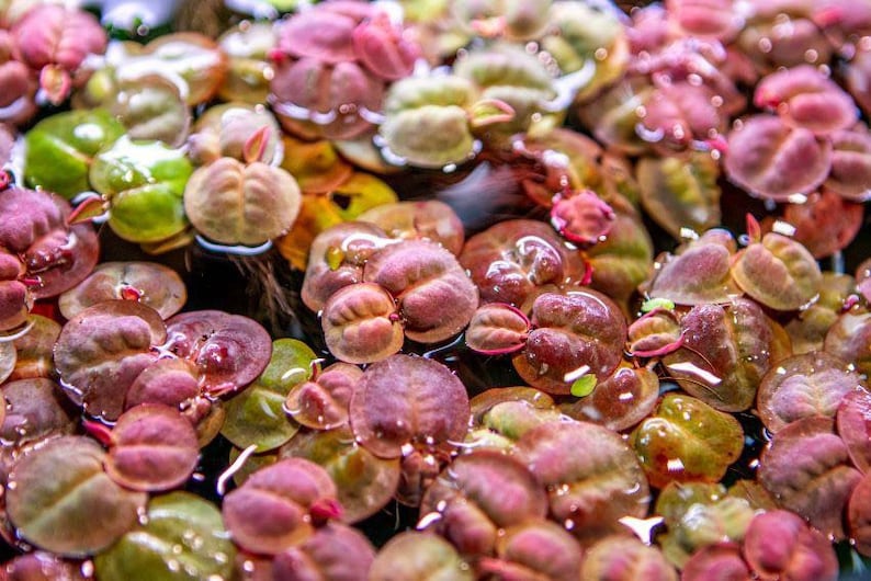 May include: Close-up of a vibrant aquatic plant with round, red-tinged leaves floating in clear water. The leaves have a glossy, wet appearance and are arranged in a dense cluster.