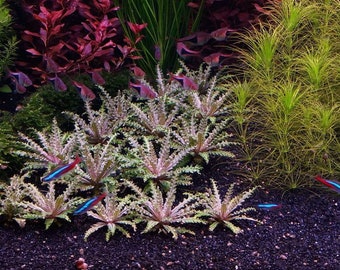 1 red downoi aka “little star” plant! Live aquarium plants! Free s/h live aquatic plants! Rare!