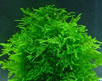 2x2 inch portion of peacock moss! Live aquarium plants! Free s/h live aquatic plants! Rare!