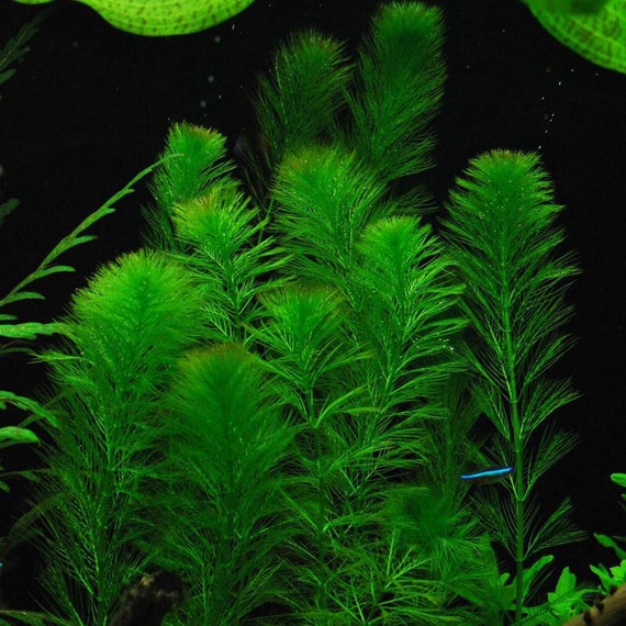 3 Stems Myrio Filigree Live Aquarium Plants Free S H Etsy