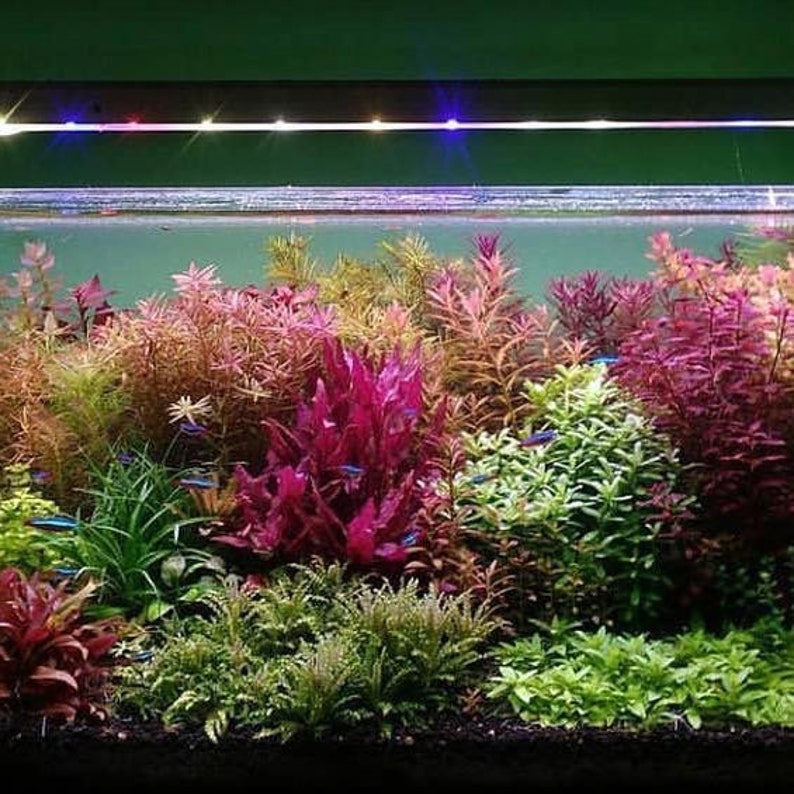 25 Stems Live Aquarium Plants Package 5 different species nice assortment of colors for your aquarium free first class shipping image 3