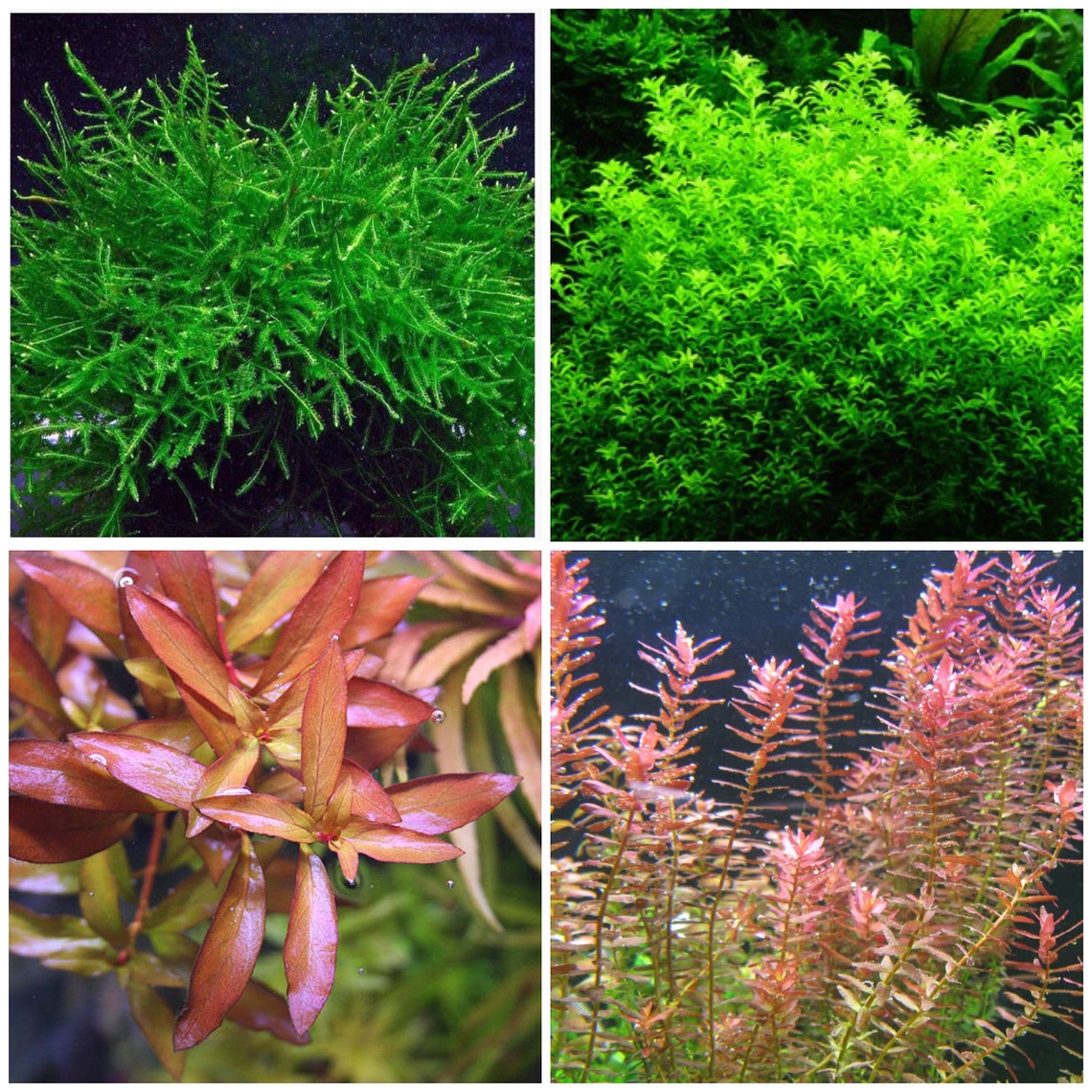4 species low light Live Aquarium Plants Package 25 Stems low Etsy