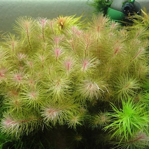 May include: A close-up of a vibrant green and pink aquatic plant with thin, feathery leaves. The plant is growing in a tank or pond.