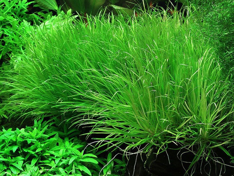 3 blyxa japonica plants Live aquarium plants Free s/h live aquatic plants image 6