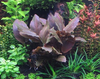 1 Lagenandra meeboldii red plant! Live aquarium plants! Free s/h!!! Live aquarium plants!!