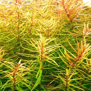 3 stems blood stargrass live aquarium plants free s/h