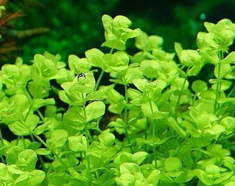 3 stems giant baby tears! Live aquarium plants! Free s/h! Live aquatic plants!