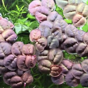 May include: A close-up of a cluster of round, purple-hued leaves. The leaves are arranged in a random pattern, creating a natural and organic look. The leaves have a soft, velvety texture and a slightly iridescent sheen.