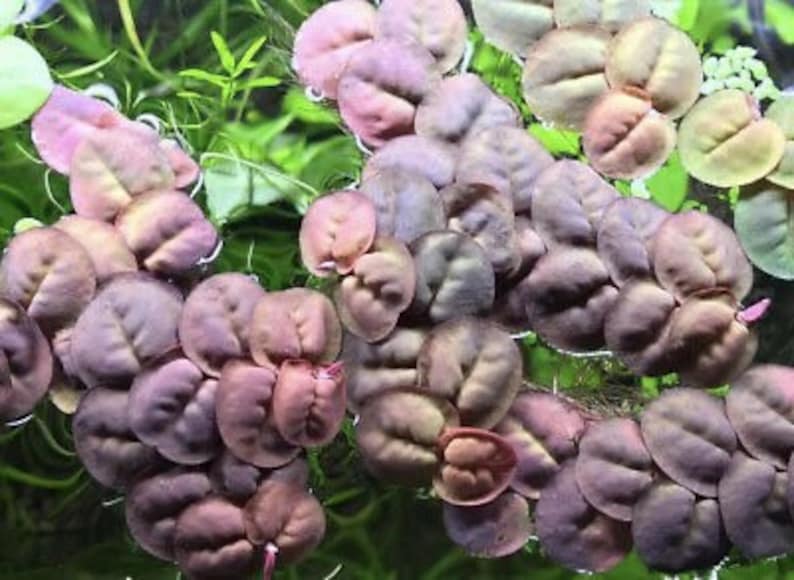 May include: A close-up of a cluster of round, purple-hued leaves. The leaves are arranged in a random pattern, creating a natural and organic look. The leaves have a soft, velvety texture and a slightly iridescent sheen.