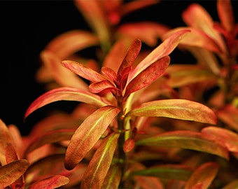 1 stem rotala sunset!!! Live aquarium plants!!! Free s/h!!! Live aquatic plants!! Rare!