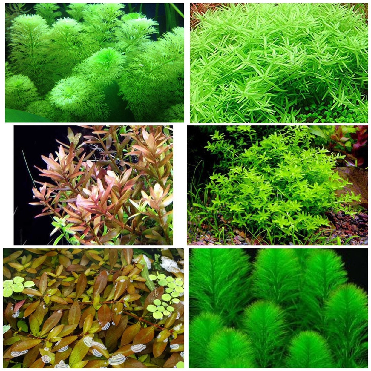 live aquarium plants 50 Stems Cuttings! Colorful And Great Variety! FREE  S/H!!!
