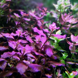 1 stem Ludwigia ovalis pink! Live aquarium plants! Free s/h live aquatic plants! Beautiful!