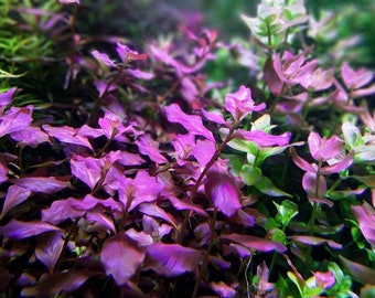 1 stem Ludwigia ovalis pink! Live aquarium plants! Free s/h live aquatic plants! Beautiful!