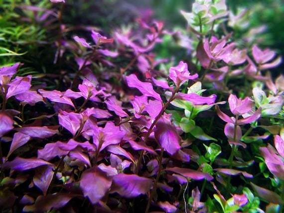 ludwigia-ovalis-ludwigia-ovalis-live-aquarium-plants-bunch-plantedtank
