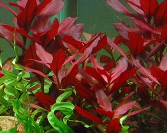 Red Ludwigia Aquarium Plant Bunch Ludwigia Repens Dark Red – Glass