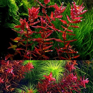 1 stem Rotala butterfly mini live aquarium plants rare live aquatic plants free S/H